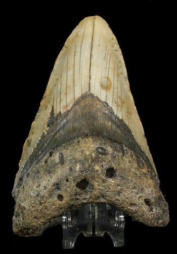 Bargain Megalodon Tooth - North Carolina #45633